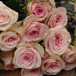 BS Pink Delight Roses Branchue d'Equateur Ethiflora